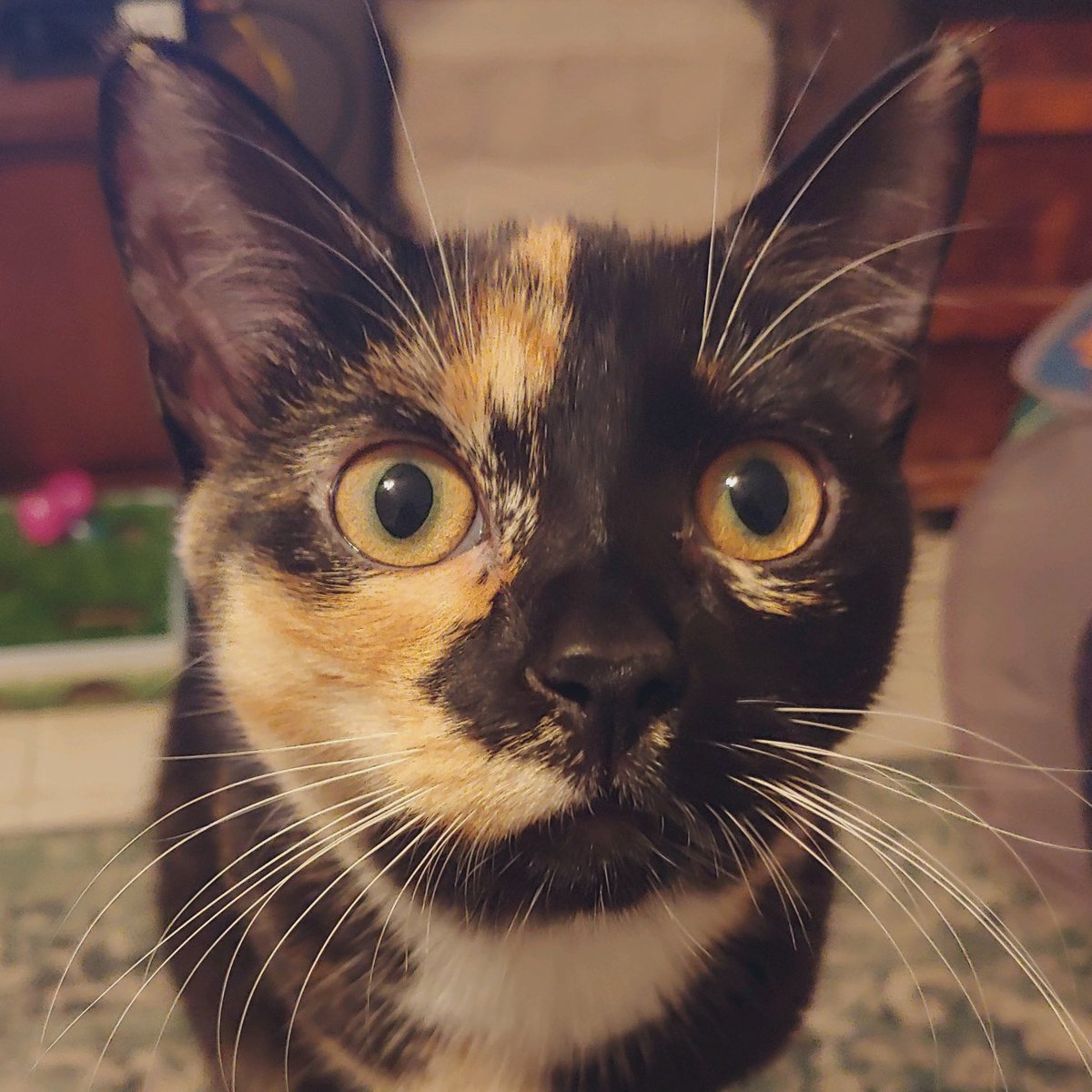 #Pennybacker update. Isn’t she lovely? 🧡🖤🤍🤎 #Adopted #Kittens #CatsOfTwitter