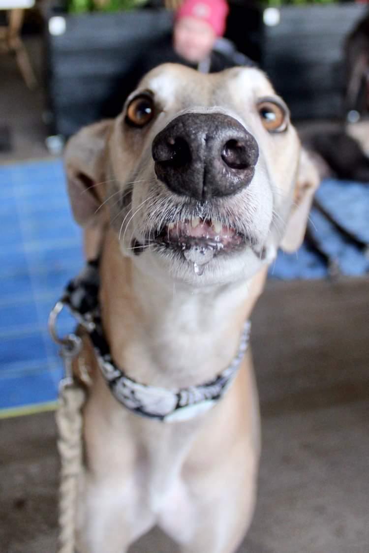 GreyhoundRobert's tweet photo. You have treat? Gib pls 😘
#Twitterhounds #houndsoftwitter #Greyhounds #GreyhoundsofTwitter #dogs #twitterdogs #dogsoftwitter #Rescuedog #Rescuegreyhound #rescuednotretired https://t.co/9EXYlykepB