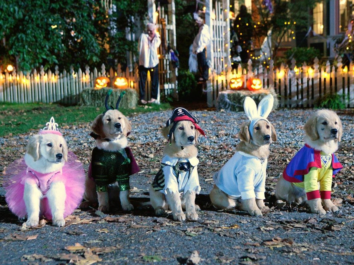 Me and bros and lil sis had a great time last night! <a href="/Rosebudgir/">⚽Rosebud⚽</a> <a href="/NamastePuppy_/">🐾📿⚾Buddha📿🐾⚾</a>  <a href="/BlingPup__/">🏀🐾B-Dawg🏀🐾</a>  <a href="/DirtyPup__/">🐾🏐ᴍᴜᴅʙᴜᴅ🐾🏐</a>