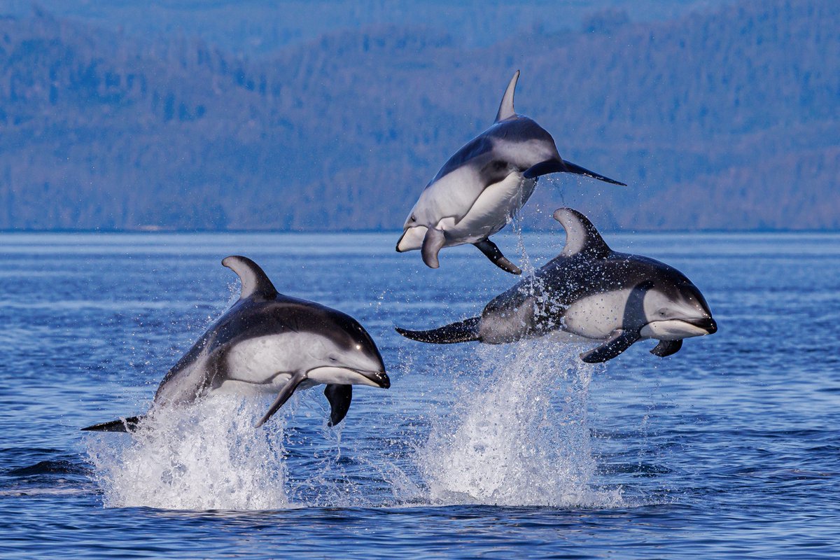 markusthalassia's tweet photo. "Humans always assumed they were more intelligent than dolphins because they had achieved so much... all the dolphins had ever done was have a good time. Conversely, the dolphins believed that they were far more intelligent - for precisely the same reasons.” ~Douglas Adams! https://t.co/cBw7fI4t2E