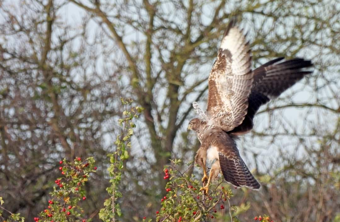 Kittydabunik's tweet photo. #buizerd wilde goan zitte op un #meidoorn /meidoornstruuktakje ... da was ff de #balans zuukuh veur um π mar gelukt, die het dr best nog pooskuh ien alle rust ien de rondte zitte kieke @vogelnieuws @Sovon #klomperwaard #doornenburg #fortpannerden https://t.co/7OqMx64Mpf