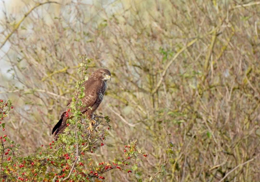 Kittydabunik's tweet photo. #buizerd wilde goan zitte op un #meidoorn /meidoornstruuktakje ... da was ff de #balans zuukuh veur um π mar gelukt, die het dr best nog pooskuh ien alle rust ien de rondte zitte kieke @vogelnieuws @Sovon #klomperwaard #doornenburg #fortpannerden https://t.co/7OqMx64Mpf