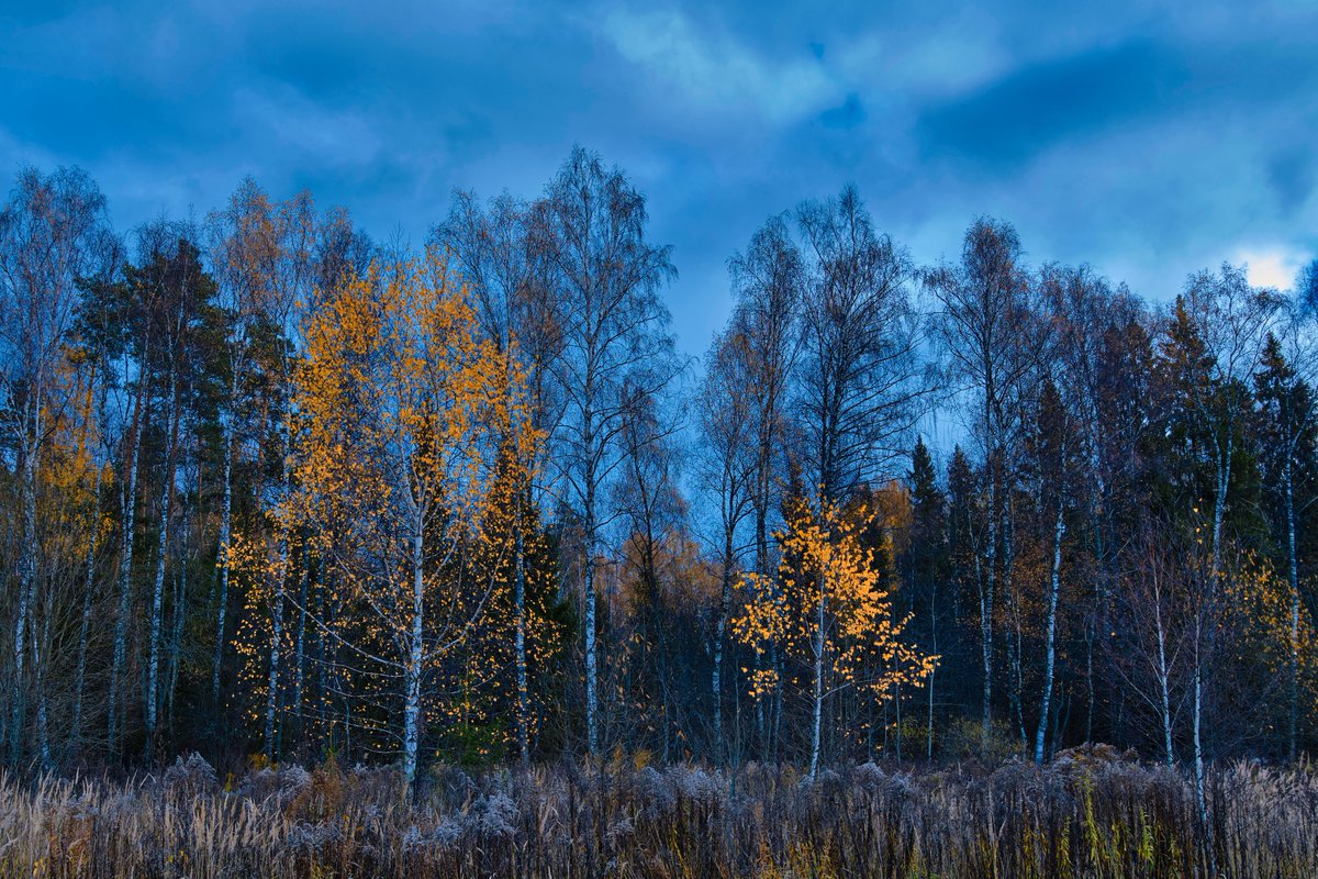 lost_watch's tweet photo. Colors
#nature #autumn #forest #fujifilm_xseries #landscape https://t.co/tI1HUfTlcK