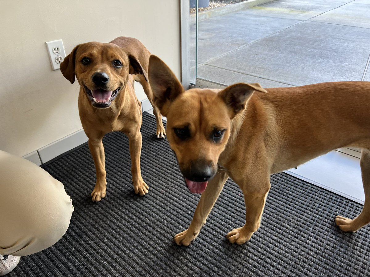 PPinesPD's tweet photo. Do you recognize these two dogs who were found wandering in the area of SW 87 Terrace &amp; SW 14th Street? One male &amp; one female; very friendly. No collar or tags, and no microchips.
Please contact our Animal Assistance Program at 954-431-2200 if they are yours. https://t.co/rL116QvCp9