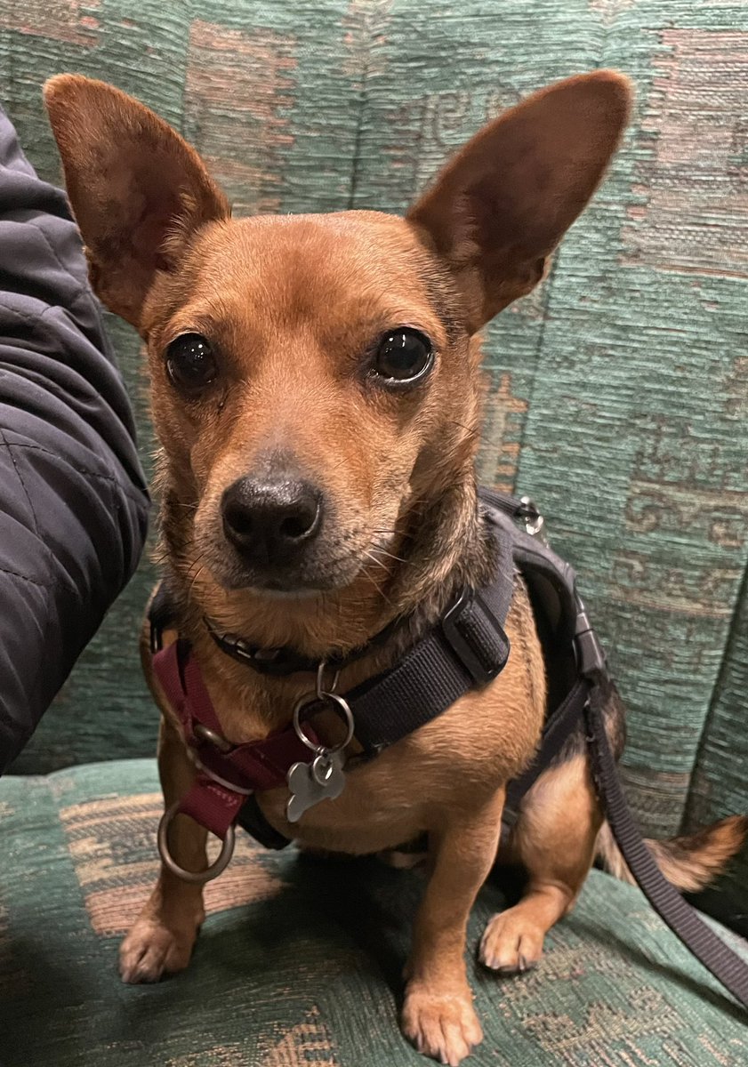 Our beautiful lil boy says thank you for all of your kind wishes .. We are heartbroken that anyone would even look sideways at our gorgeous boy.. Finn is safe now, our days of us answering the door to trick or treating are done.. #ourboy #Finn ❤️