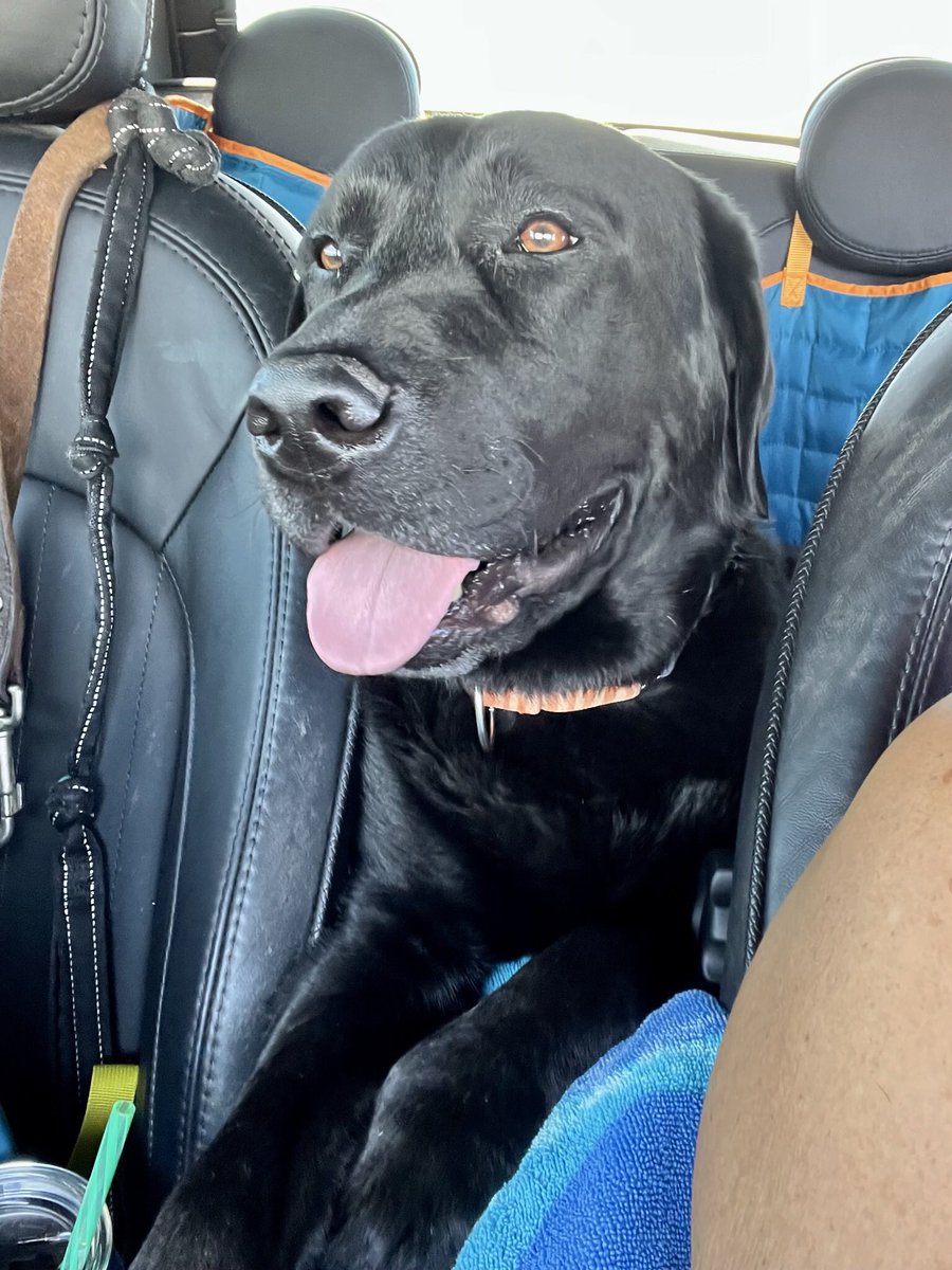 kallen4775's tweet photo. It #tongueouttuesday  and Cooper is off to the library so kids can read to him! #readingpaws #dogsoftwitter https://t.co/FNvPwTp2Fx