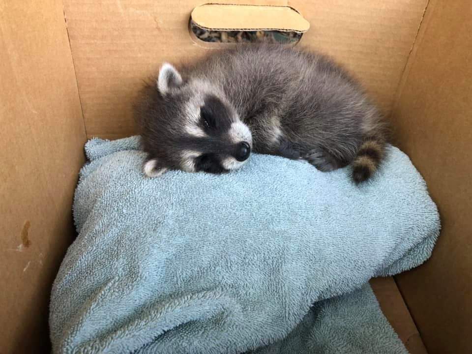 raccoonhourly's tweet photo. https://t.co/T82sgujOYU