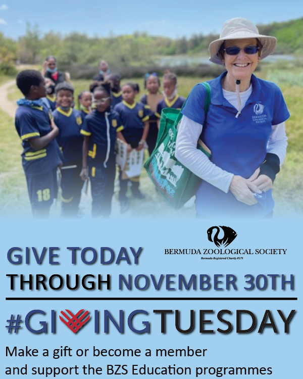 The Bermuda Zoological Society is excited to announce that, as a charity, we will be participating in #GivingTuesday on November 29th. We hope that you will join us in supporting our important work. Stay tuned for more information about how you can get involved!