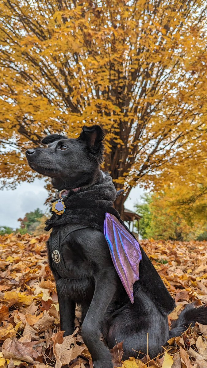 Michael Baldwin tweet media