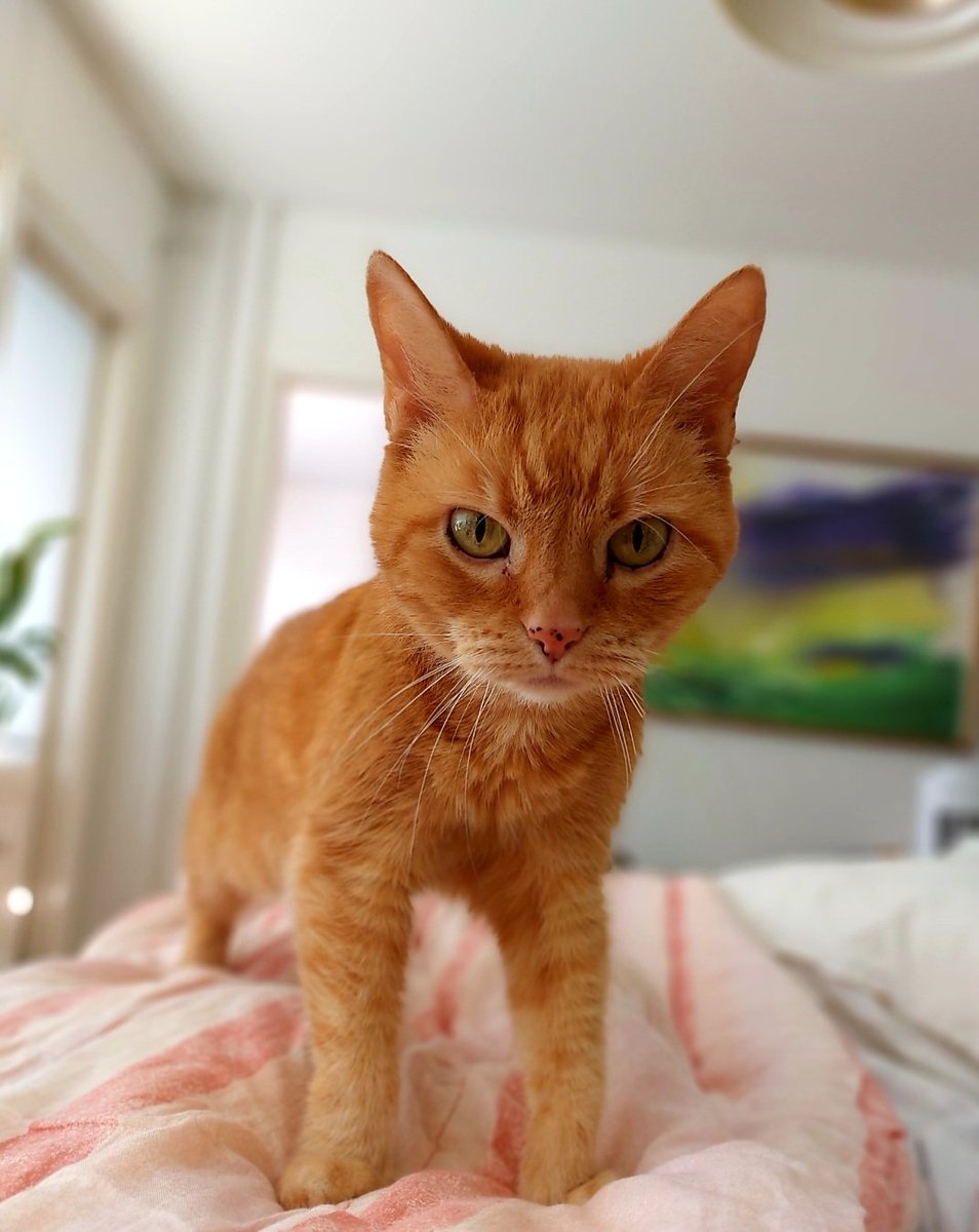 PaavotheCat tweet media