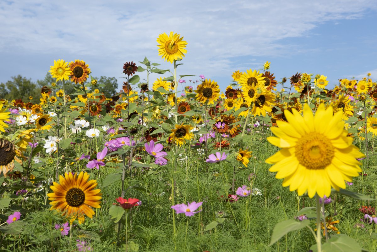 ncartmuseum's tweet image. This week's beautiful fall weather begs for a visit to the Museum Park! Visit our 164-acre campus to find your own space for community gatherings, art, and appreciation of nature. It's open daily, including holidays, from dawn to dusk. #NCMApark