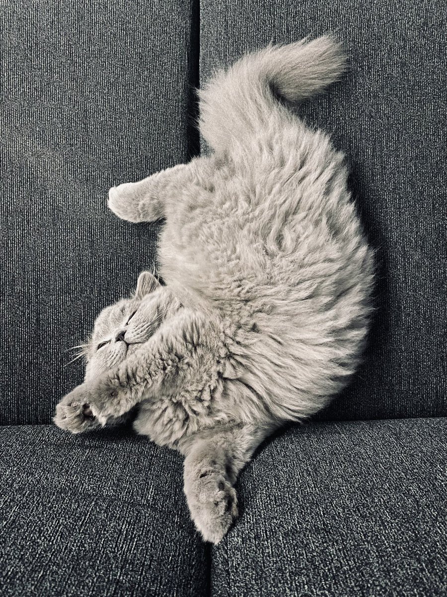 fluffyMiso's tweet photo. Afternoon nap 🥱💤

#CatsOfTwitter #kitten https://t.co/nO7z0XCcql