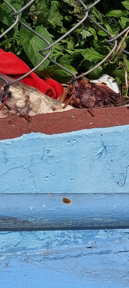 CarrascoTlalpan tweet picture
