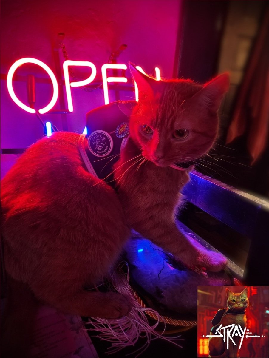 DiabloSatori's tweet photo. have to post Nugget in her Halloween costume https://t.co/9YSmZcE03H