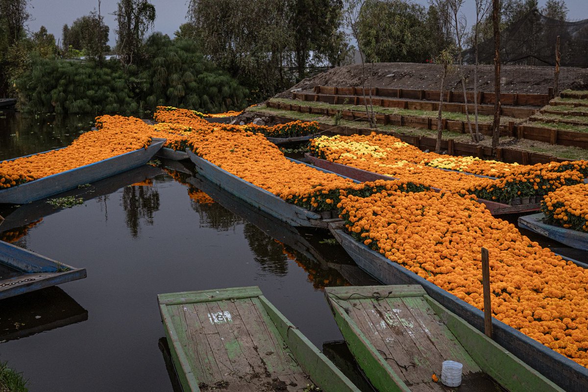 elpaismexico's tweet photo. 💀🌼 Te invitamos a leer 'Curar el agua (y a México) con flores de cempasúchil'

🇲🇽 En medio de la crisis hídrica, un innovador sistema para depurar el agua con esta planta quiere ser una solución a la escasez de agua

🖋 @GemmaCuarz
🔗 https://t.co/CMgEuKKeca
 
🧵 @annielagos https://t.co/MZPBKcBVXc
