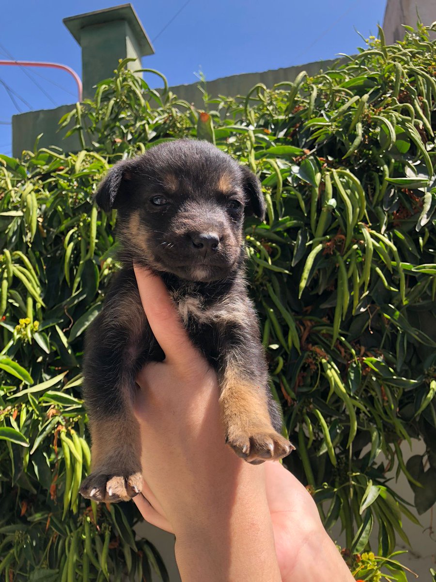Este bebito busca una familia 🙏🙏
Fue encontrado junto a su mamá y sus hermanitos <a href="/VivireNuevaCor/">VivireNuevaCórdoba</a> <a href="/VivireNuevaCba/">VivirenNuevaCórdoba®</a>