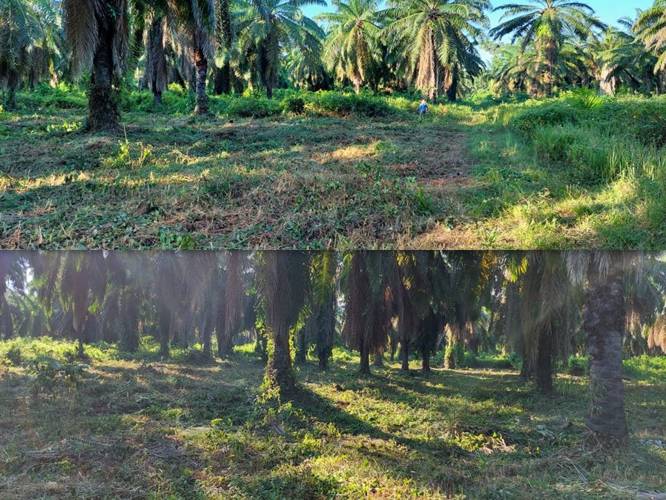 DianaPacasa's tweet photo. #01_Nov| Iniciamos el mes de noviembre  recuperando  los lotes 6 y 7  de Gran Sabana. Seguimos trabajando @DianaPacasa sin descanso #avanzarYVencer Presidente #felixRomero. https://t.co/rJjO1IjiTD