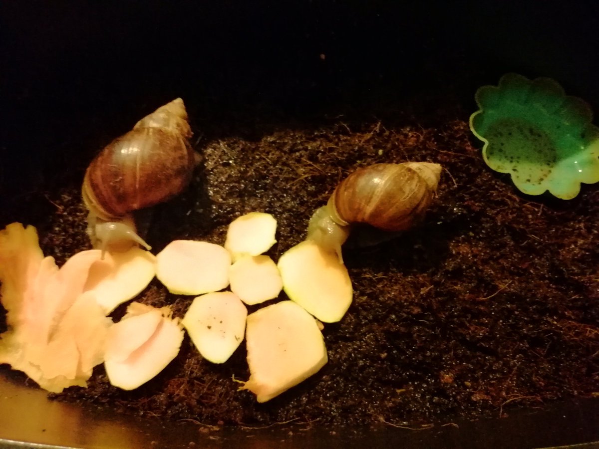 MFarost's tweet photo. Not so long ago, I got snails. They were given to me by a friend and now they eat that pumpkin.
#pets #snail #pumpkin https://t.co/sVy0gTQfz9