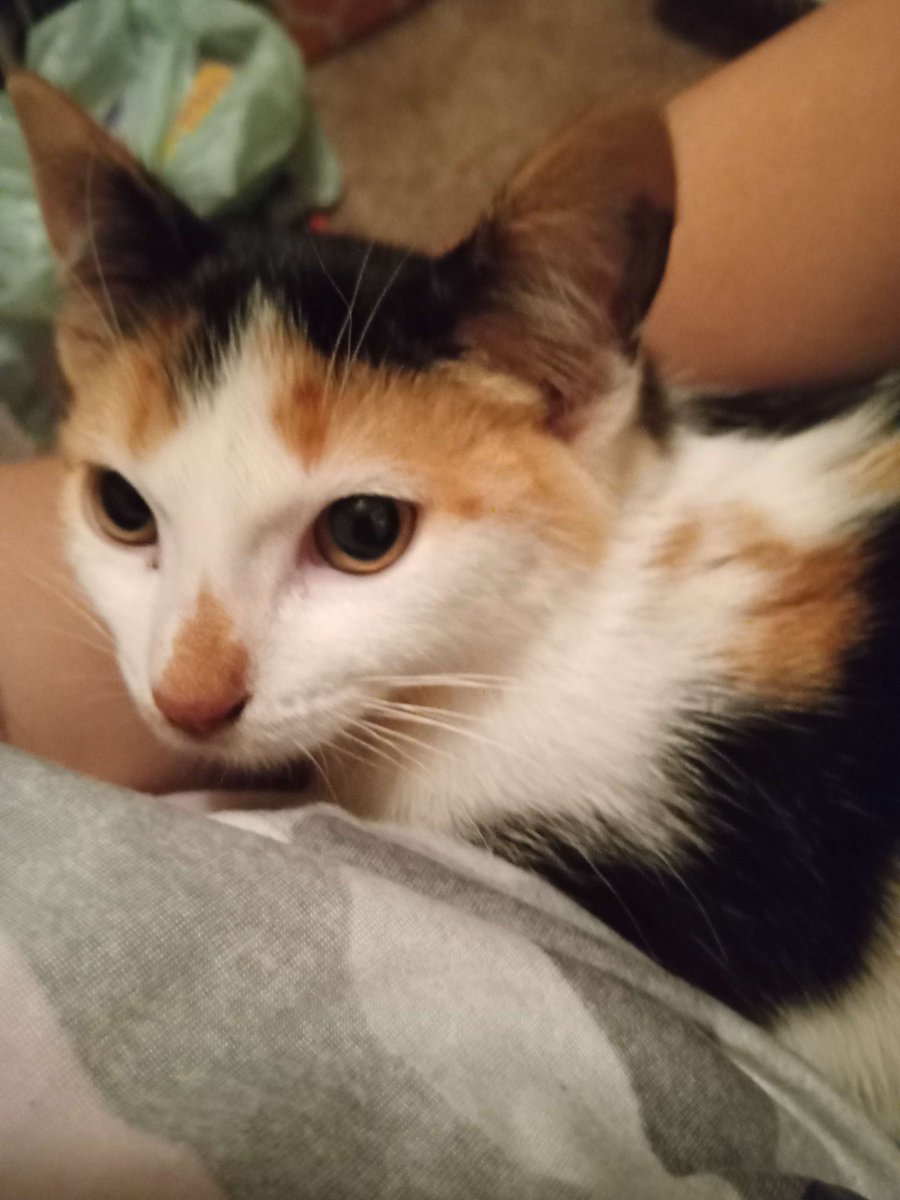 milesdoesart23's tweet photo. Meet Sage! Shes my new little Calico Cat. Shes 10 weeks old! 😊 https://t.co/vFXalJubm9