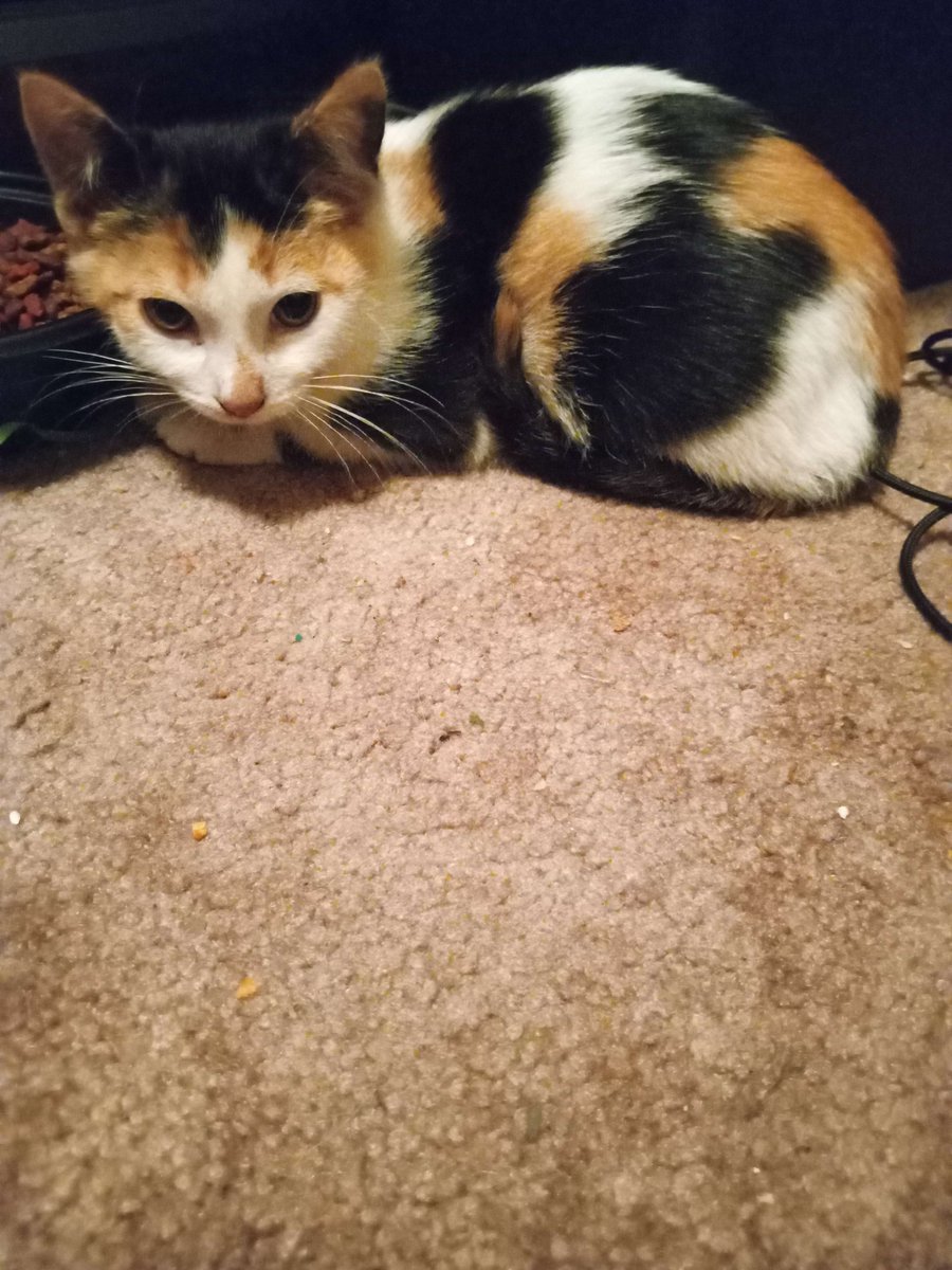 milesdoesart23's tweet photo. Meet Sage! Shes my new little Calico Cat. Shes 10 weeks old! 😊 https://t.co/vFXalJubm9