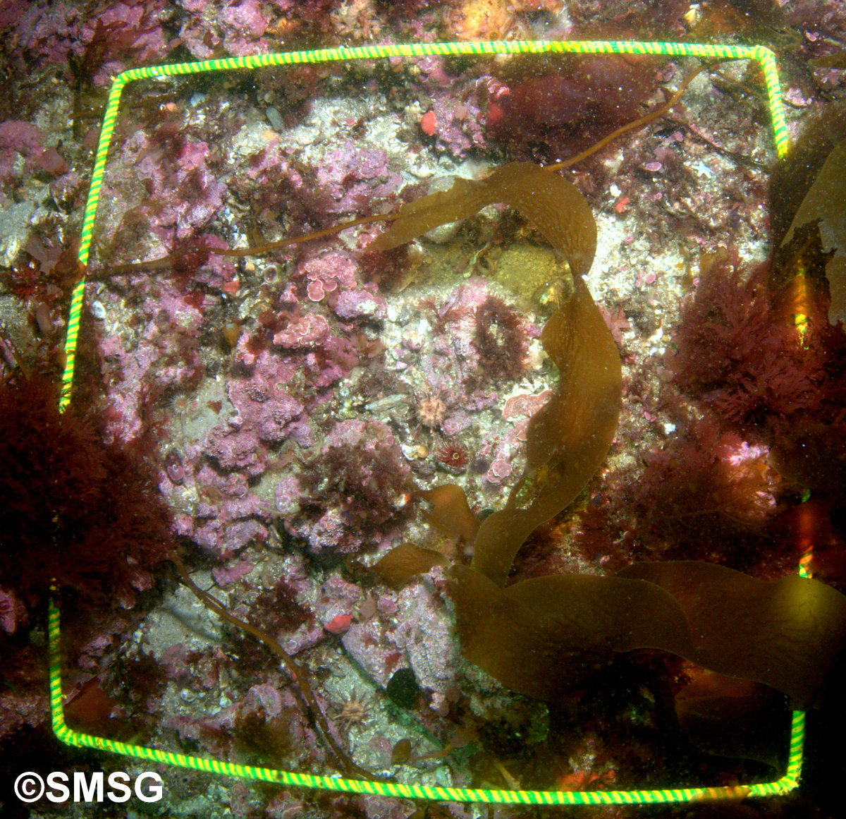 SAERI_FI's tweet photo. Bursts of colour in our #Falklands marine waters! Last weekend @shallow_marine SCUBA divers assisted @SAERI_FI &amp; @aberdeenuni PhD student @AmyG_FI in starting her sub-tidal quadrat surveys for the austral spring season. Photos taken in ~4m depths in Port William https://t.co/MUFIWaOsR3
