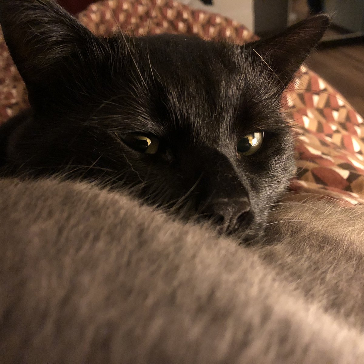 MarcelProusty's tweet image. Ke maintenon kon a fé tit peu la konèssance, on vou prézente Basile, kon è chamille d’accueil. Lavions trouvé dô le zardin, l’étai krist, l’avai la faim de krokets, l’avai peur 😿 Zourdui, Basile  a une chamille ke cé nous, la un coussin doux pour le dodo que c’est moi Marcel 😽