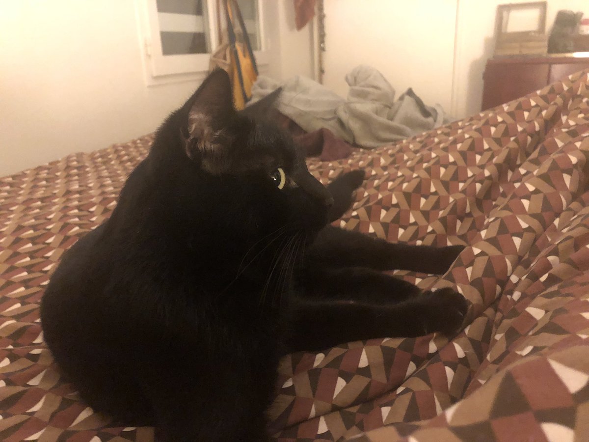 MarcelProusty's tweet image. Ke maintenon kon a fé tit peu la konèssance, on vou prézente Basile, kon è chamille d’accueil. Lavions trouvé dô le zardin, l’étai krist, l’avai la faim de krokets, l’avai peur 😿 Zourdui, Basile  a une chamille ke cé nous, la un coussin doux pour le dodo que c’est moi Marcel 😽