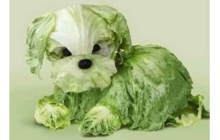 Missing dog. If anyone ceasar, lettuce know.
