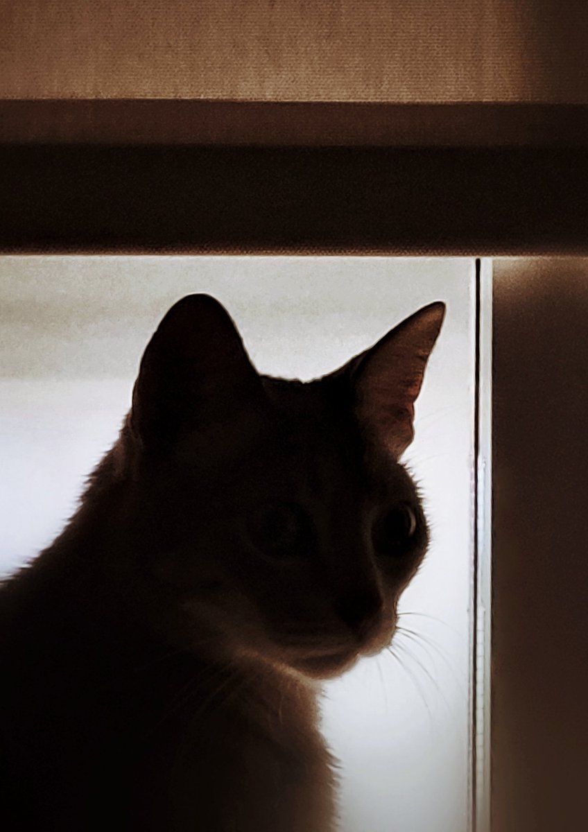 Alfredo_bcn's tweet photo. La imagen del día con el teléfono móvil: Contraluz.
#alfredobcn #lafotodeldia #photooftheday #gato #gat #cat #contraluz https://t.co/i484HWm2pp