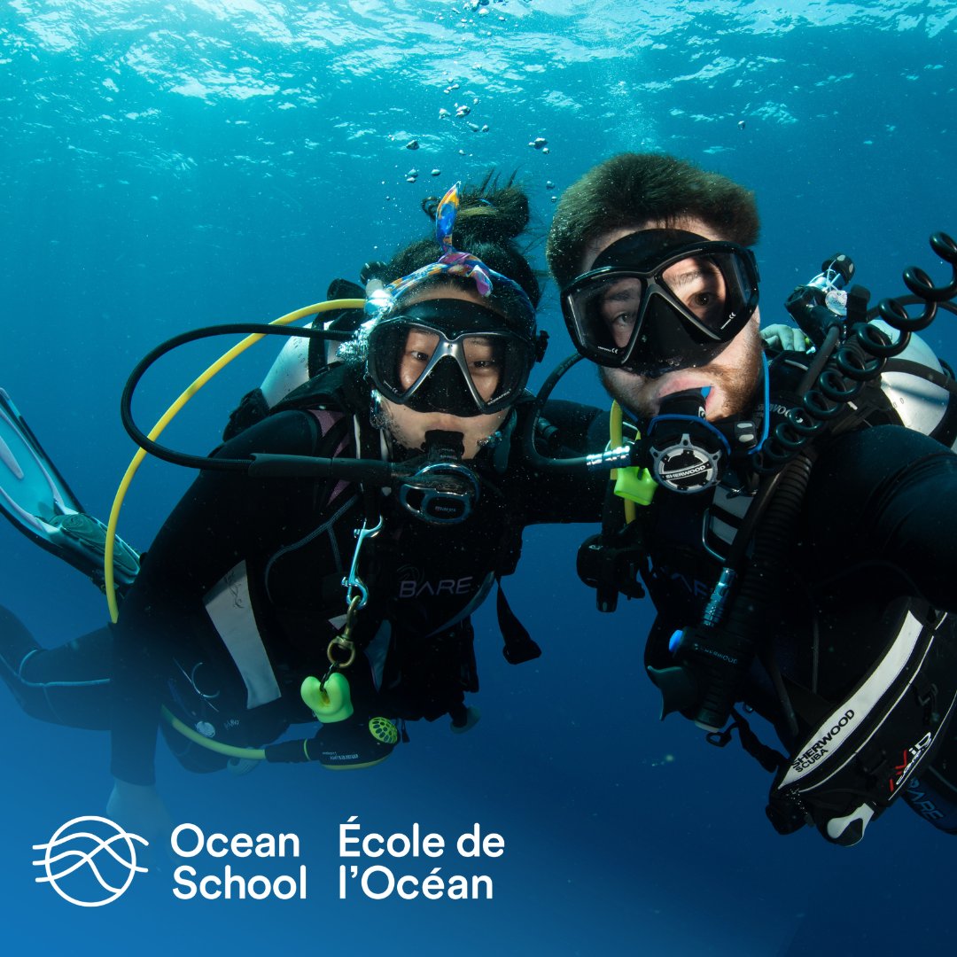 Ocean School 🐋 tweet media