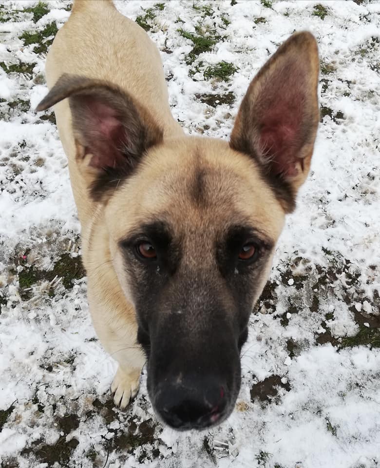 Chase is 5yrs old and he arrived with us in April 19, Chase is a lovely boy who can live with older kids but he can be protective of his people so exp of this needed pleas #dogs #germanshepherd #Notts gsrelite.co.uk/chase-5/