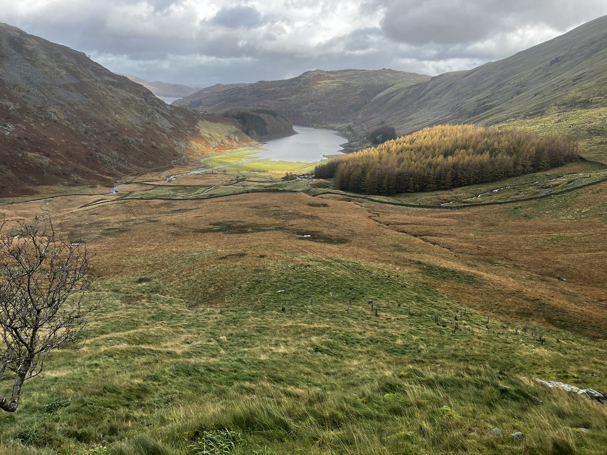 It was fantastic to visit @WildHaweswater today and see how they’re doing nature recovery there. Thank you @leeinthelakes - really inspiring. See thread for plant pics @TeesdaleFlora @BSBIbotany