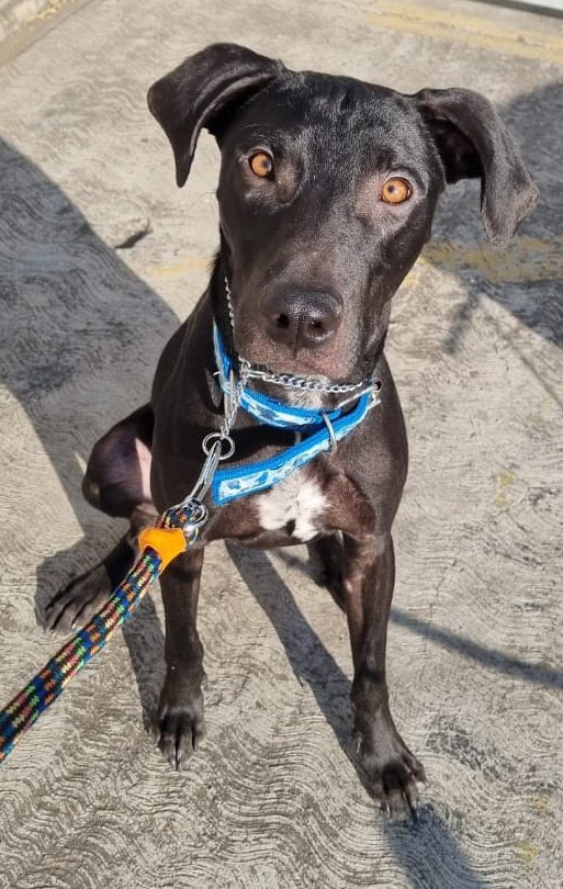 Oslo en adopción responsable aprox 1 algo, talla med/gde, sociable,energía baja, cariñoso, perrito ideal de compañía, quién se anima a darle una oportunidad? RT 🙏 <a href="/perrososmx/">🅿🅴🆁🆁🅾🆂🅾🆂🅼🆇</a> <a href="/MascotasSismo/">Mascotas Sismo</a> <a href="/_PatriciaAnaya/">Amo a los Perros</a> <a href="/PaolaFrida/">ρασℓα </a> <a href="/mascotasdifunde/">Difusión de mascotas</a> <a href="/acano52/">Arturo</a> <a href="/EsEstra/">A L I 🐾</a> <a href="/VeroRluna/">LunaNegraVero</a> <a href="/CatQueen000/">Cat Queen🐱 Sin palomita azul</a>