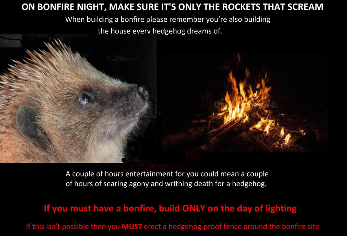 Hedgehogs don't have a fight or flight response, so when you poke a stick under your bonfire the hedgehog hiding there won't come running out. He'll curl into a ball. And as you carefully light just one side and the first smoke fills his lungs, he'll curl tighter. Please MOVE IT