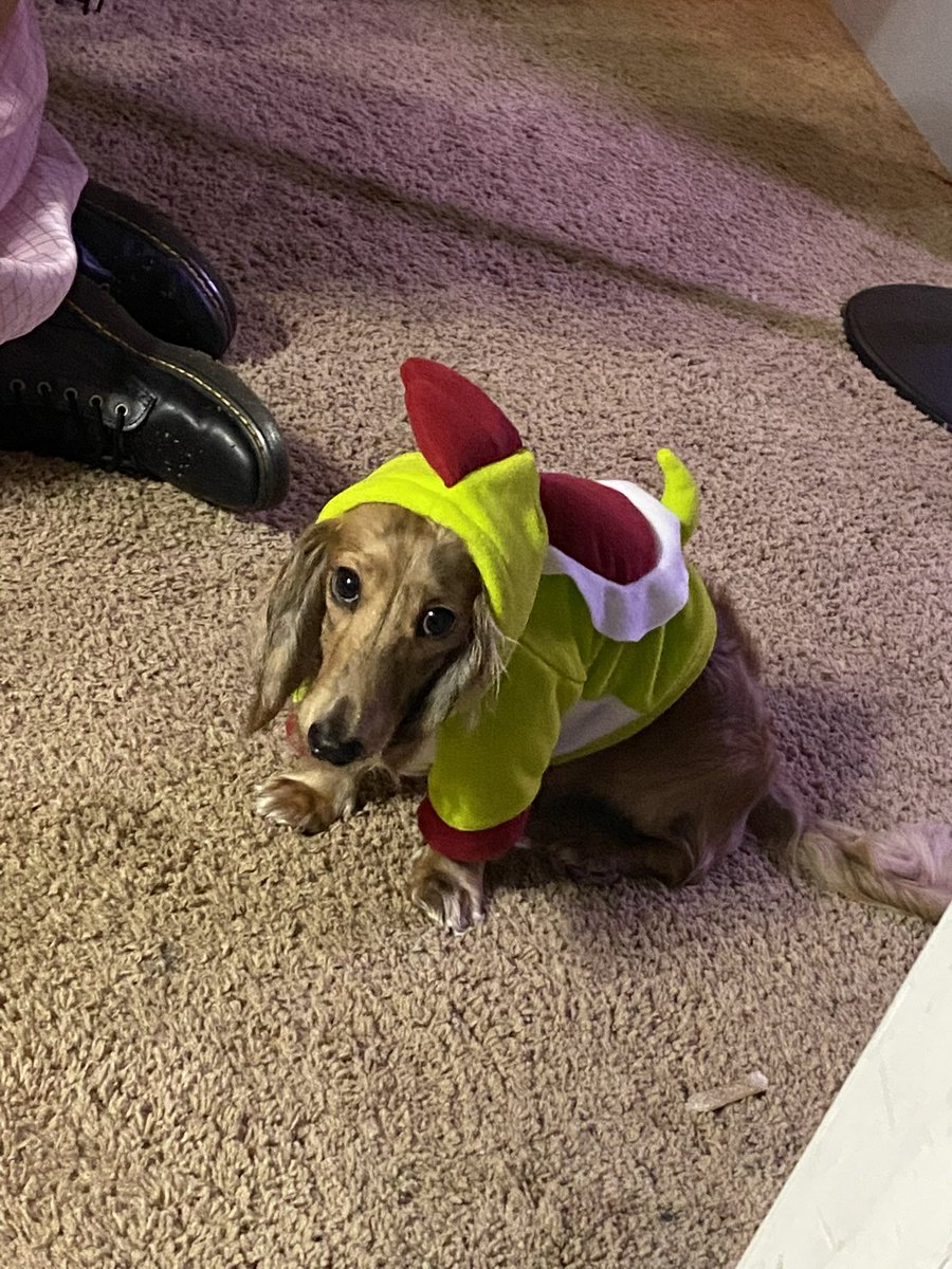 heIIsandwich's tweet photo. Please look at my dog in his yoshi costume https://t.co/w1QCkhAKAE