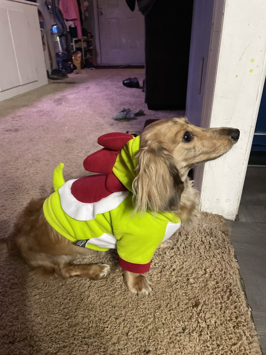 heIIsandwich's tweet photo. Please look at my dog in his yoshi costume https://t.co/w1QCkhAKAE