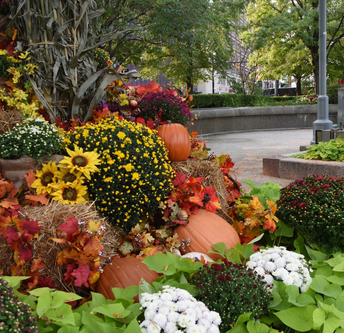 Experience fall in Downtown Detroit when you visit one of the six public Parks. Some things to look forward to are free WiFi, great food, retail and plenty of fall splendor. 
#downtowndetroit

downtowndetroit.org/experience-dow…