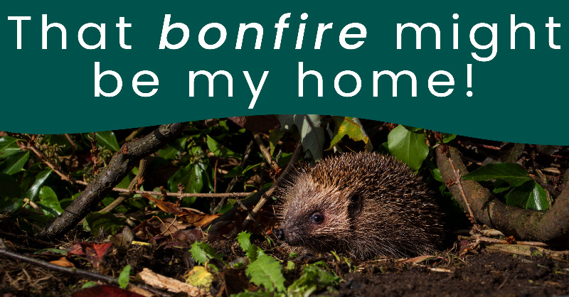 wildlifeaid's tweet photo. For a hedgehog, a #bonfire looks like a perfect place to sleep...

If you are building a bonfire this year, please only build it just before lighting and, if this is not possible, thoroughly check or even move wood before lighting!

Don't make this bonfire night his last. https://t.co/cDpObiJKYl