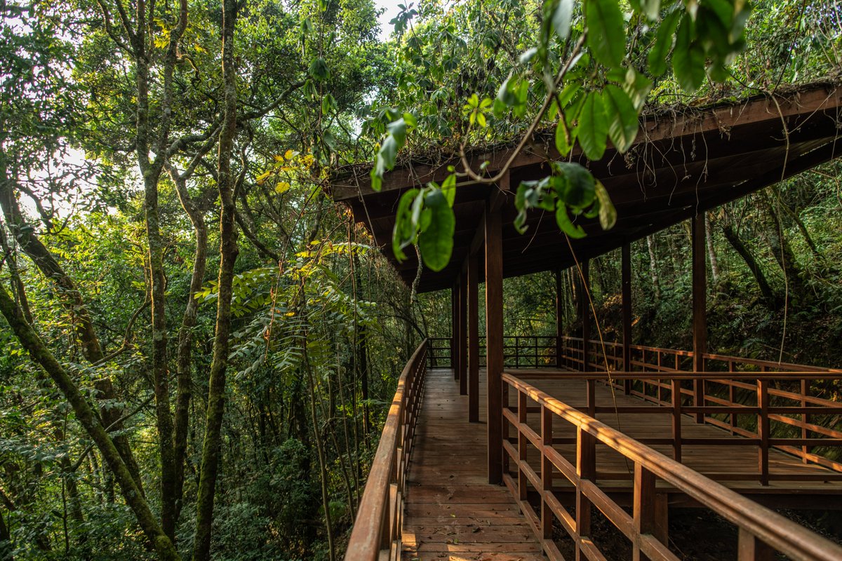 NyungwePark's tweet photo. Ever wondered what it would be like to camp in a rainforest?
Uwinka and Gisakura campsites are probably the most convenient locations for campers who plan to hike in the Uwinka and Gisakura areas. 
The campsites are equipped with pleasant gazebos, toilets and showers.
#camping https://t.co/SK79XGwMYS