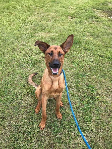 Duke is 2yrs old and this lad is the #Notts kennels class clown, Duke can live with older kids but what he really needs is some stability in his life please #dogs #germanshepherd gsrelite.co.uk/duke-13/