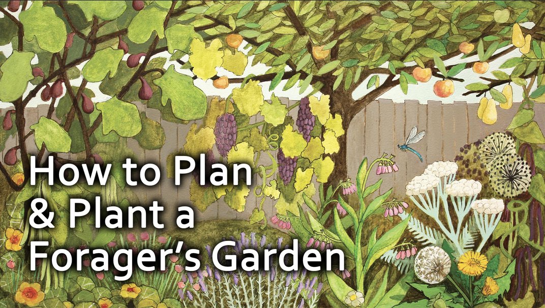 How to Plan & Plant a Forager’s Garden ➡️ youtu.be/TYpZLsqNNZc Video by @PermacultureMag