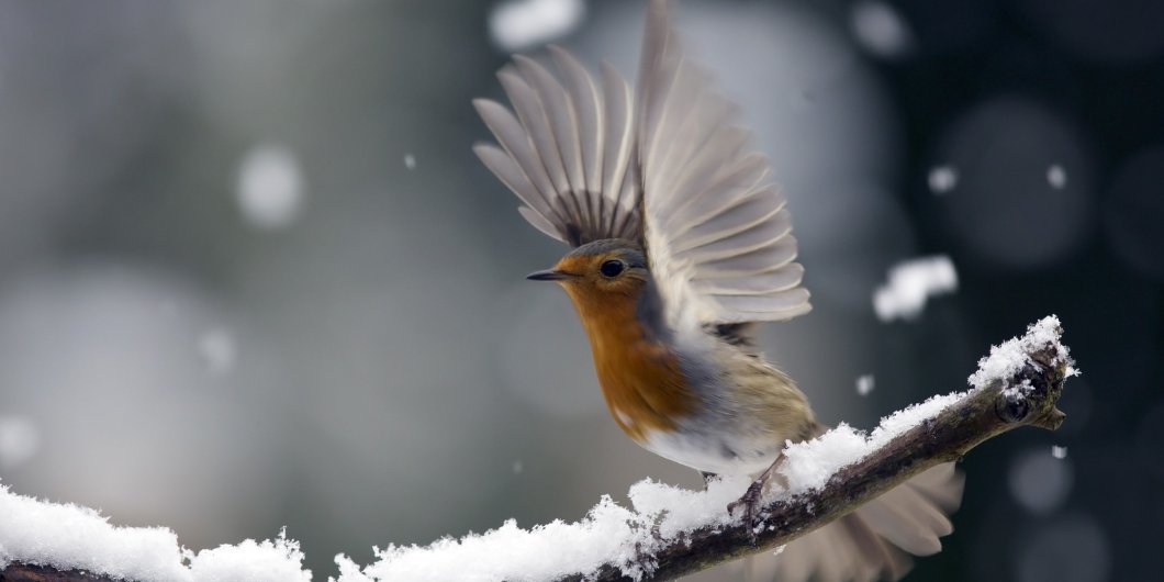 As the weather grows colder there's still plenty of nature to enjoy on your doorstep – find out more in my blog on wild cities in winter for @Natures_Voice here: community.rspb.org.uk/nature-on-your…