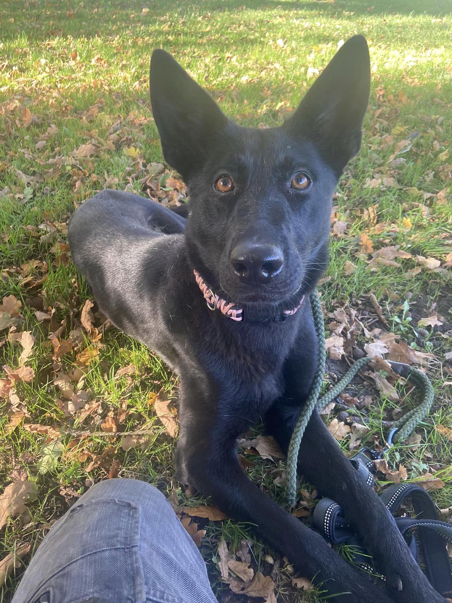 Bobbie is 2yrs old and she was on the run foe 10 days ! Bobbie has been great with everyone she has met and can live with older kids and possibly a calm, neutered male as she is still entire #dogs #germanshepherd #Cheshire gsrelite.co.uk/bobbie/