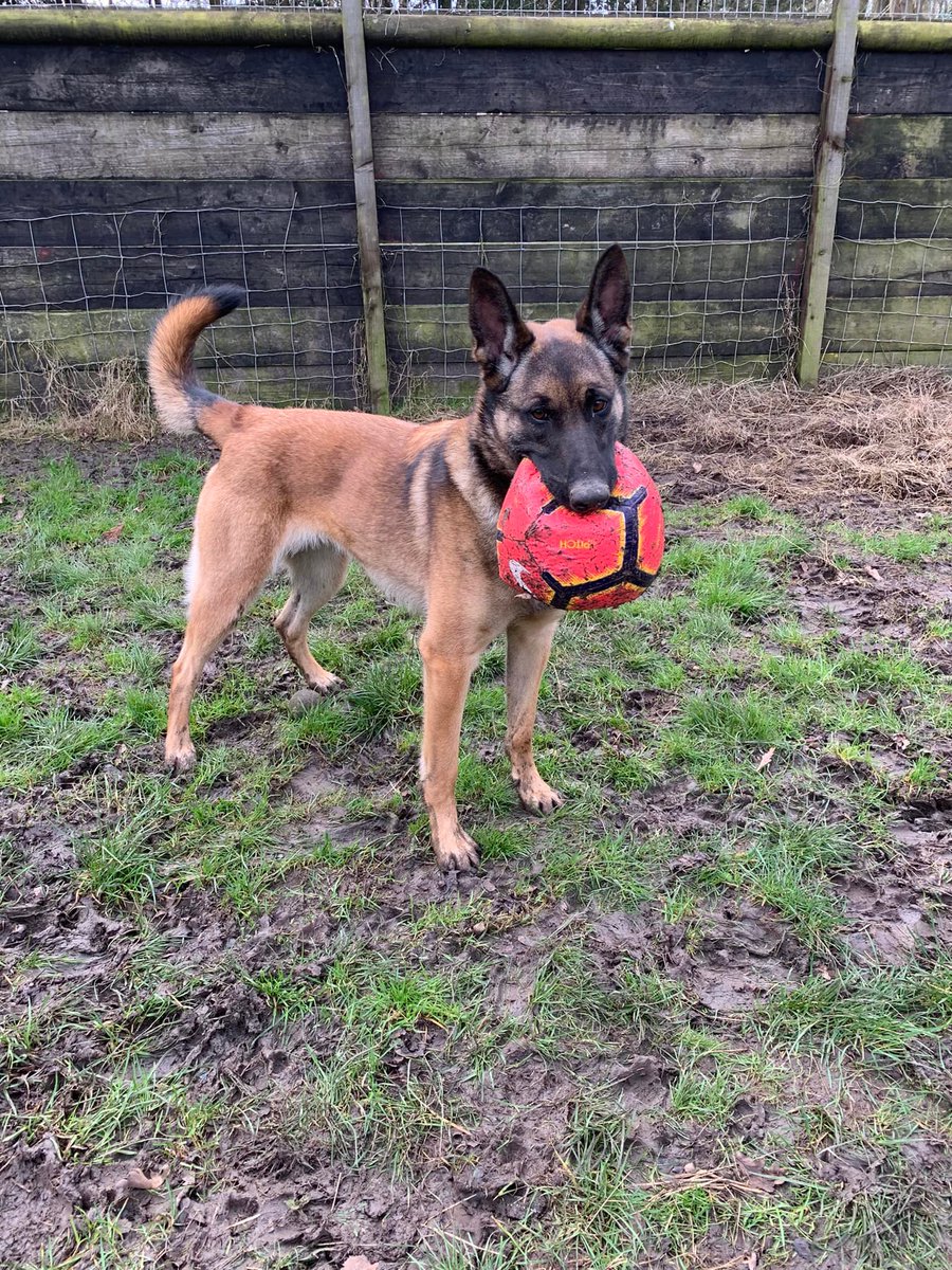 Nala is 3yrs old and she is a very bright and eager girl who is looking for a child and pet free home that has #Malinois exp to give her everything she needs #dogs #germanshepherd #Essex gsrelite.co.uk/nala-4/