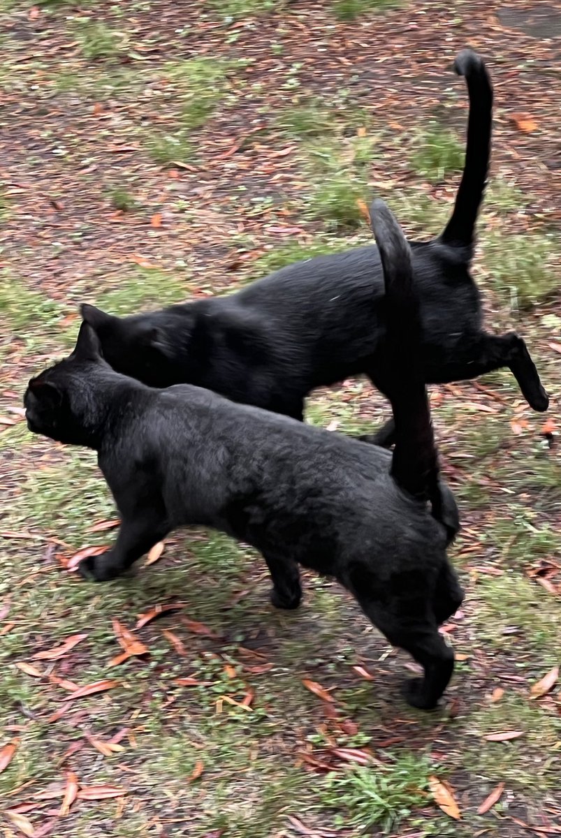 Together we will dedicate our #HedgewatchForTinky 🌞🐈‍⬛🐾🌻🐾🐈‍⬛🌞 #CatsOfTwitter #blackcat