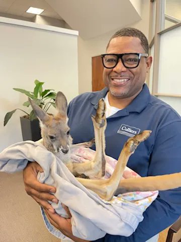Colliers_AL's tweet photo. Our #Colliers #propertymanagement team at One Federal Place enjoyed a bit of team bonding with a baby kangaroo yesterday. The kangaroo is 8 months old and just out of mom's pouch. #teambuilding #office #kangarootime https://t.co/iZEXR725Gz