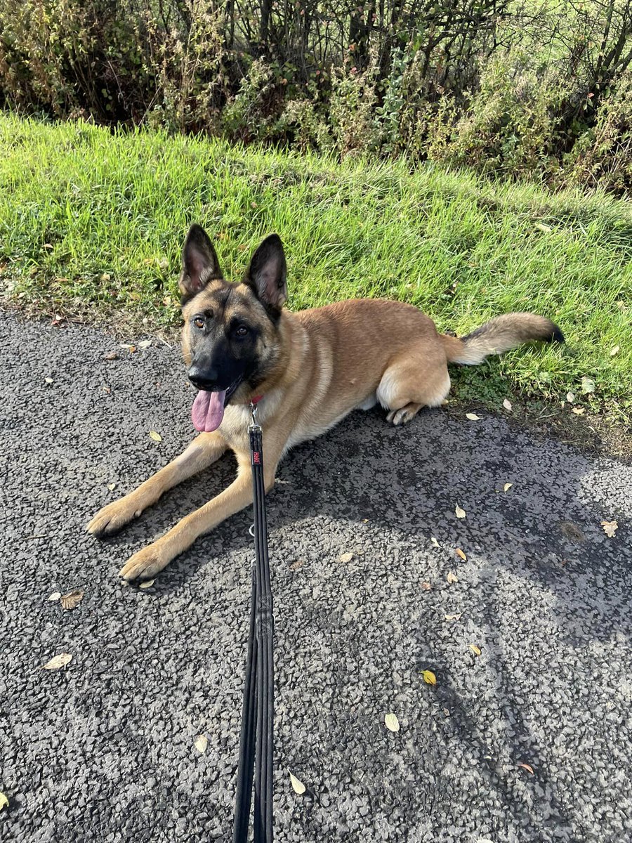 Remy and he was supposed to be a Prison Dog but wasn't quite brave enough, bless him ! Remy is looking for a child and pet free home with breed exp to give him what he needs #dogs #germanshepherd #Essex gsrelite.co.uk/remy/