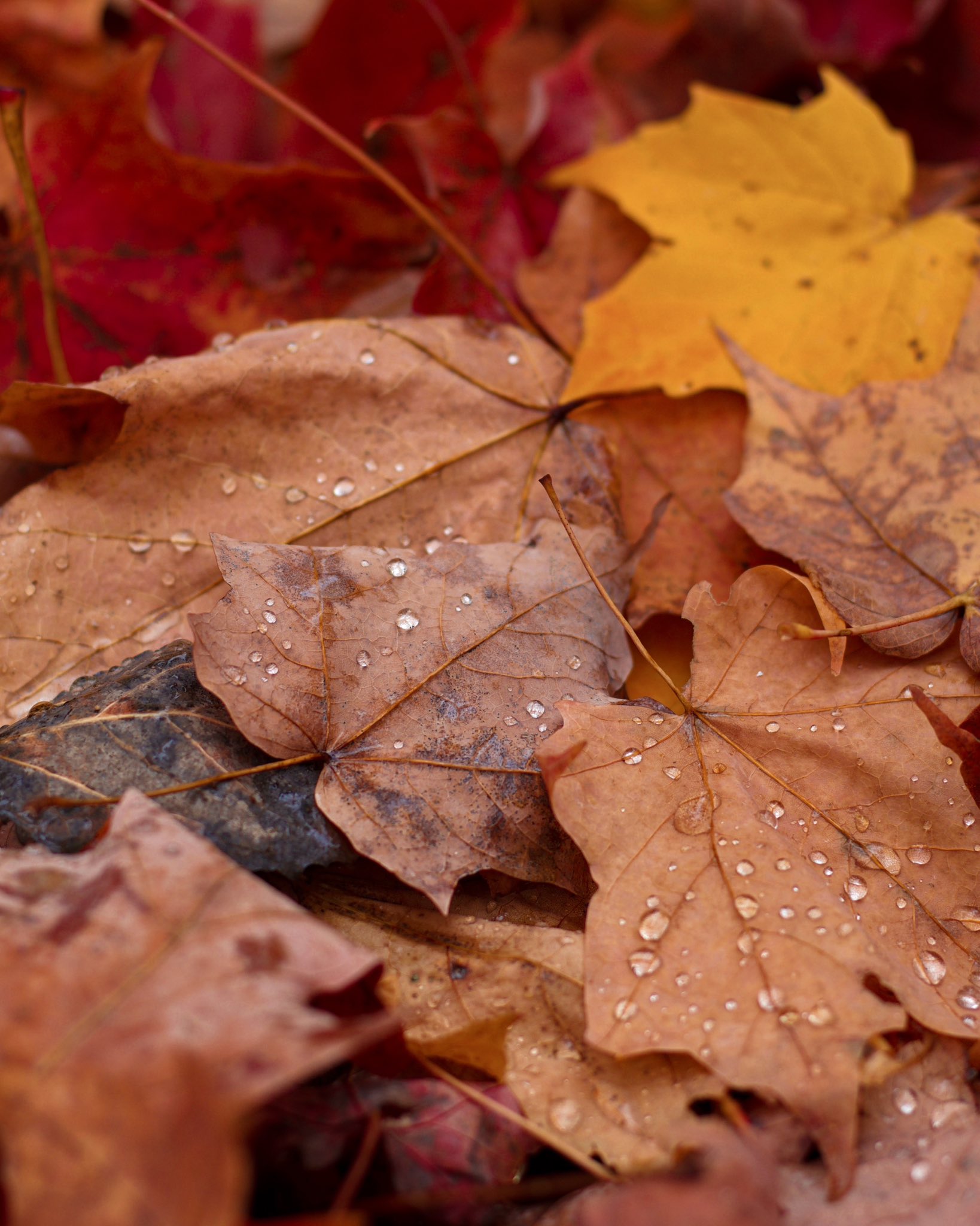 Nature Photos (NaturePhotos__) / Twitter