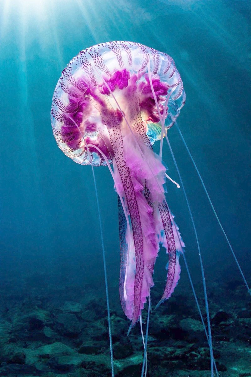 Wishing everyone well - but especially all jellyfish - on World Jellyfish Day!