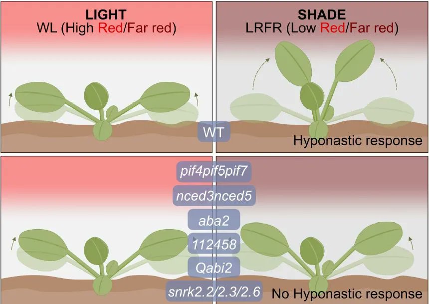 Plant Physiology (@plantphys) on Twitter photo NEWS & VIEWS: Let the sunshine in: Abscisic acid modulates shade avoidance by inducing hyponasty movement in Arabidopsis (Yadukrishnan Premachandran, José Manuel Ugalde) buff.ly/3Noh0gC #PlantSci <a href="/yadukrishprem/">Yadukrishnan Prem</a> <a href="/FankhauserCh/">Christian Fankhauser</a> <a href="/ASPB/">ASPB</a> NEWS & VIEWS: Let the sunshine in: Abscisic acid modulates shade avoidance by inducing hyponasty movement in Arabidopsis (Yadukrishnan Premachandran, José Manuel Ugalde) buff.ly/3Noh0gC #PlantSci <a href="/yadukrishprem/">Yadukrishnan Prem</a> <a href="/FankhauserCh/">Christian Fankhauser</a> <a href="/ASPB/">ASPB</a>